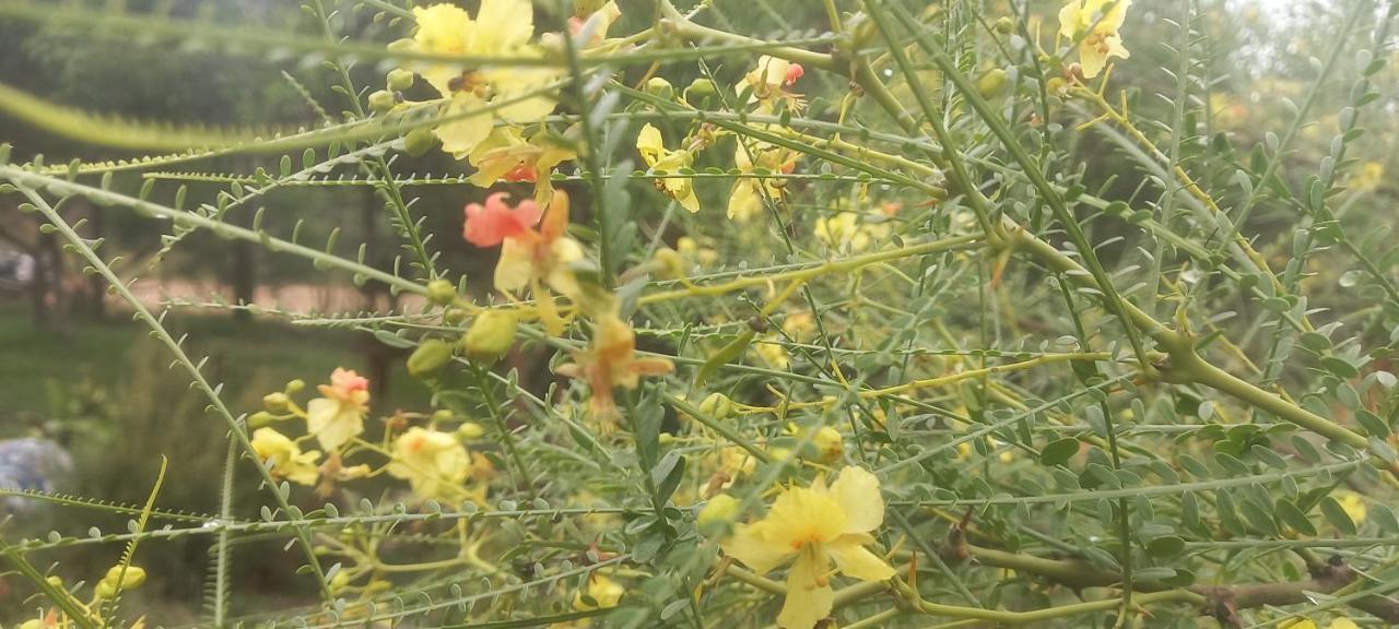 Verde Viento Ла-Палома Екстер'єр фото